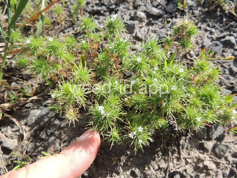 navarretia, needle-leaf